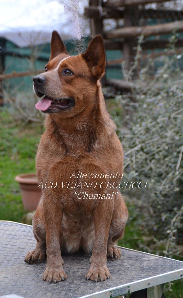 ACD VEJANO CECCUCCI "Chumani" | Australian Cattle Dog Vejano