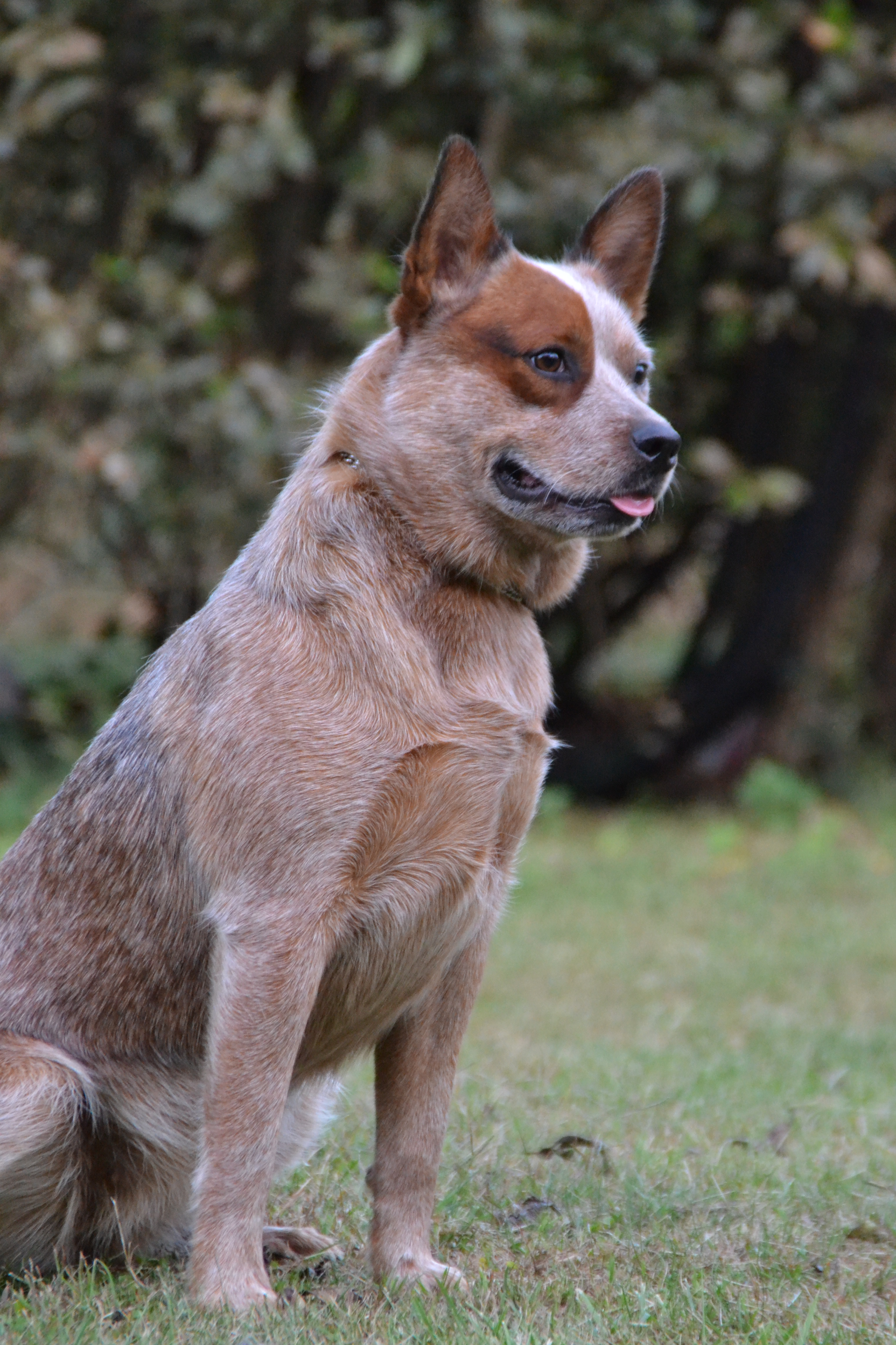 Banana Bender love” | Australian Cattle Dog Vejano