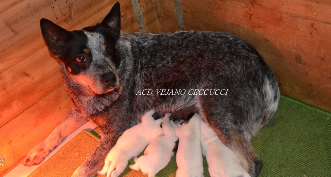 14/03/2015 Arrivati I Nuovi Cuccioli