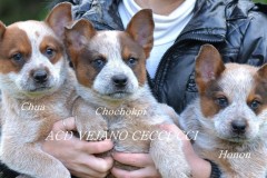 I nostri cuccioli