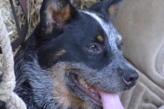 besyikno-face-e1426458747583