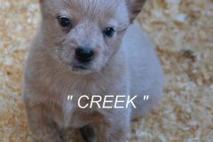 creek-02