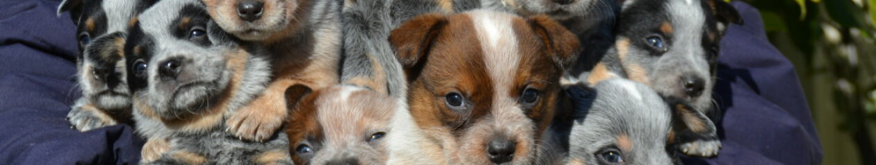 Australian Cattle Dog Vejano